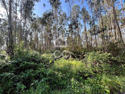 Terreno Misto em Caldas da Rainha - foto 5