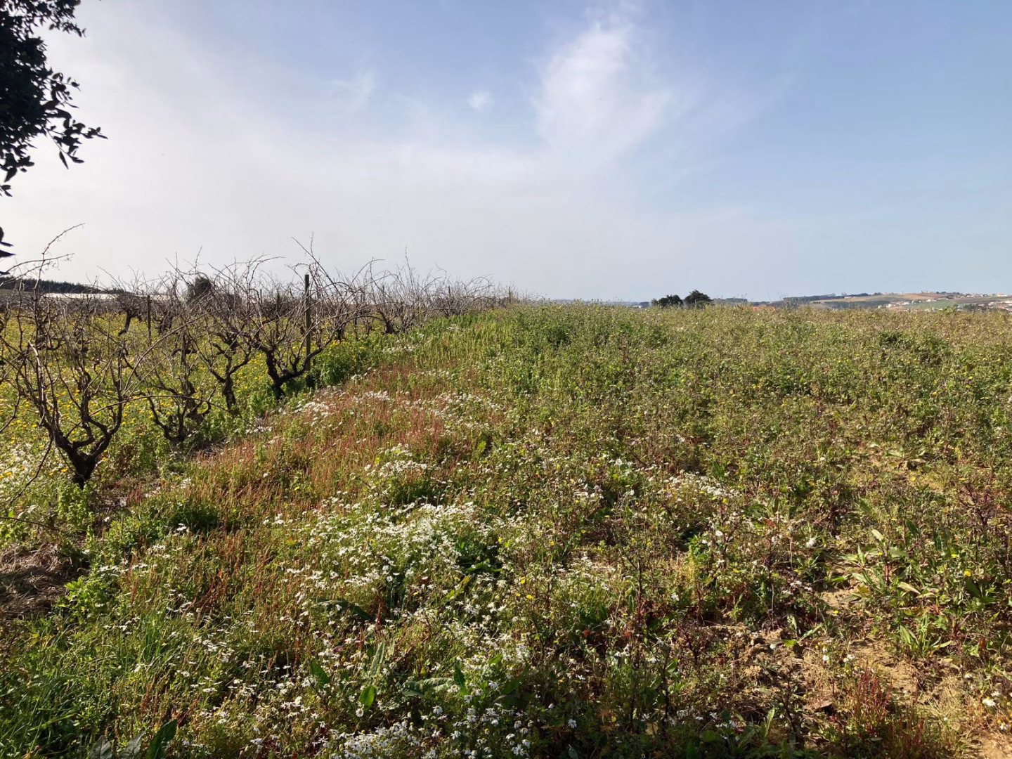 TERRENO COM PROJETO APROVADO | Moita dos Ferreiros - foto 1