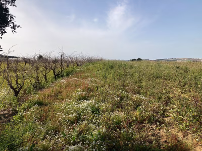 TERRENO COM PROJETO APROVADO | Moita dos Ferreiros - foto 1